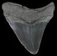 Fossil Megalodon Tooth - Georgia #65761-1